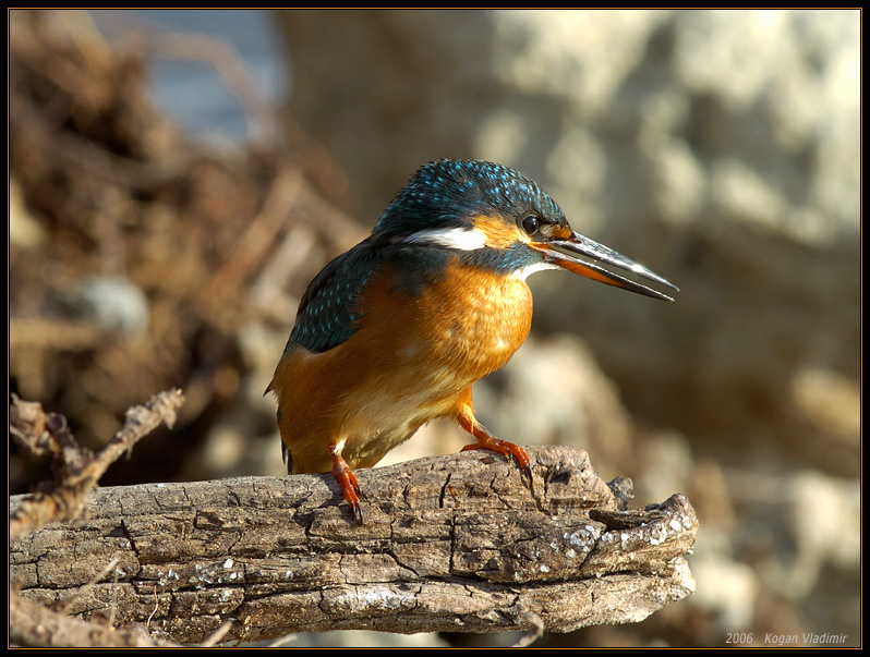 Kingfisher - Сабленосец 