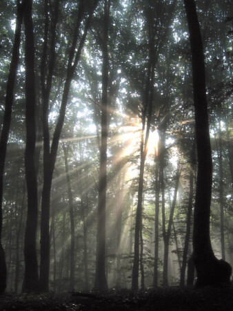 Первые лучи