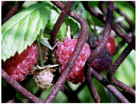 Сидю за решеткой...