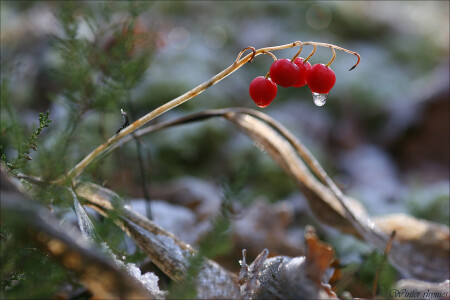 зимние рифмы