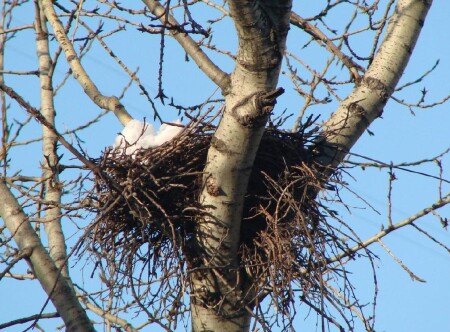 Гнездо на вышке дерева...