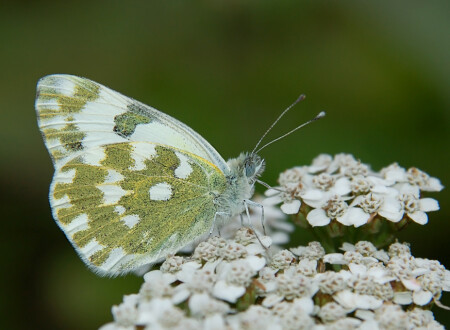 Pontia edusa edusa F.