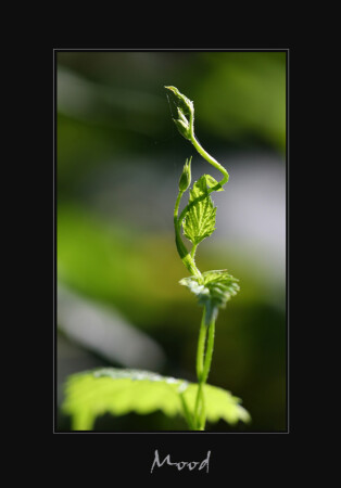 настроение