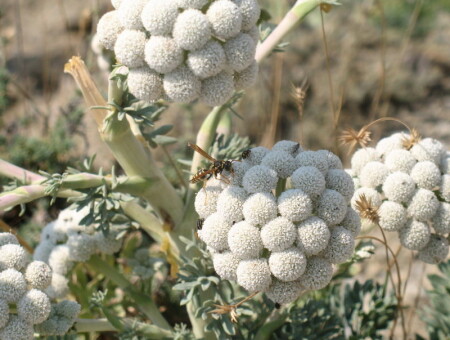 Игра природы с воздушными шариками