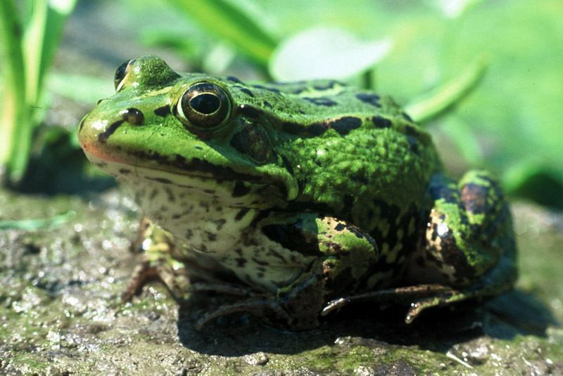 Rana lessonae