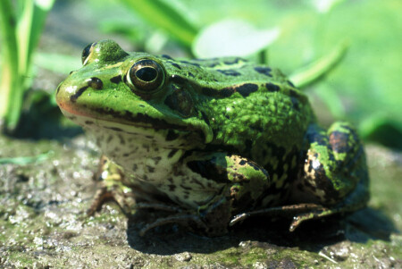Rana lessonae