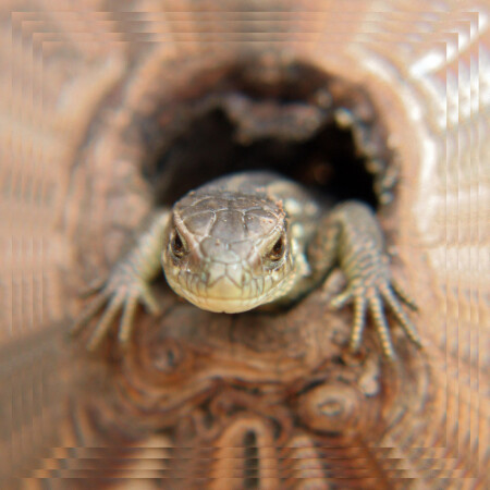 Маленький дракон