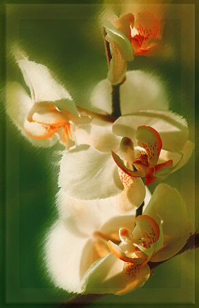 Курносые, конопатые.