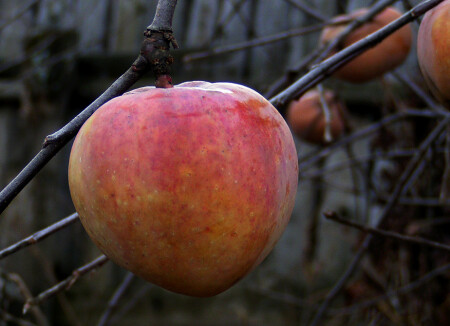 Угощу вас последним