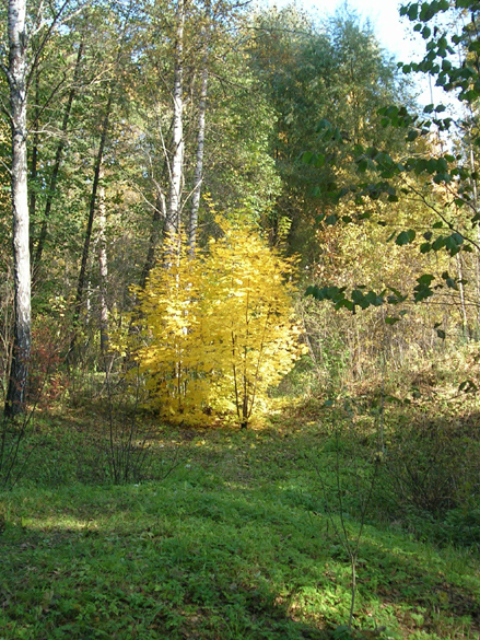 Осеннее разноцветье