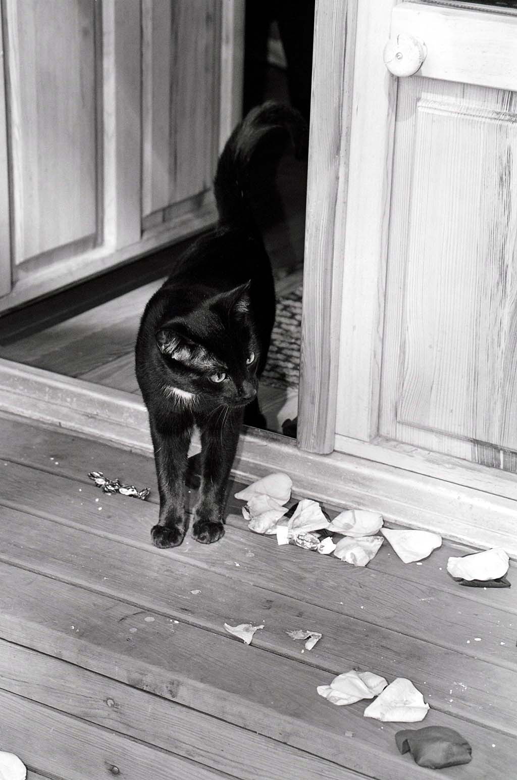 Кошка, гуляющая сама по себе.