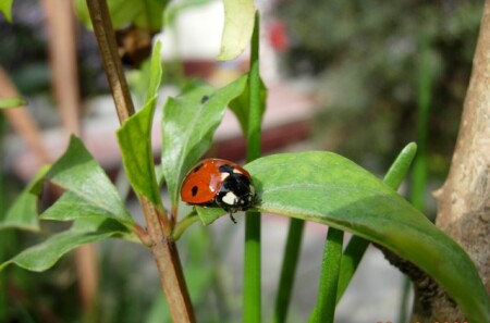 LadyBug
