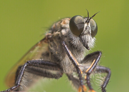 Портрет ктыря