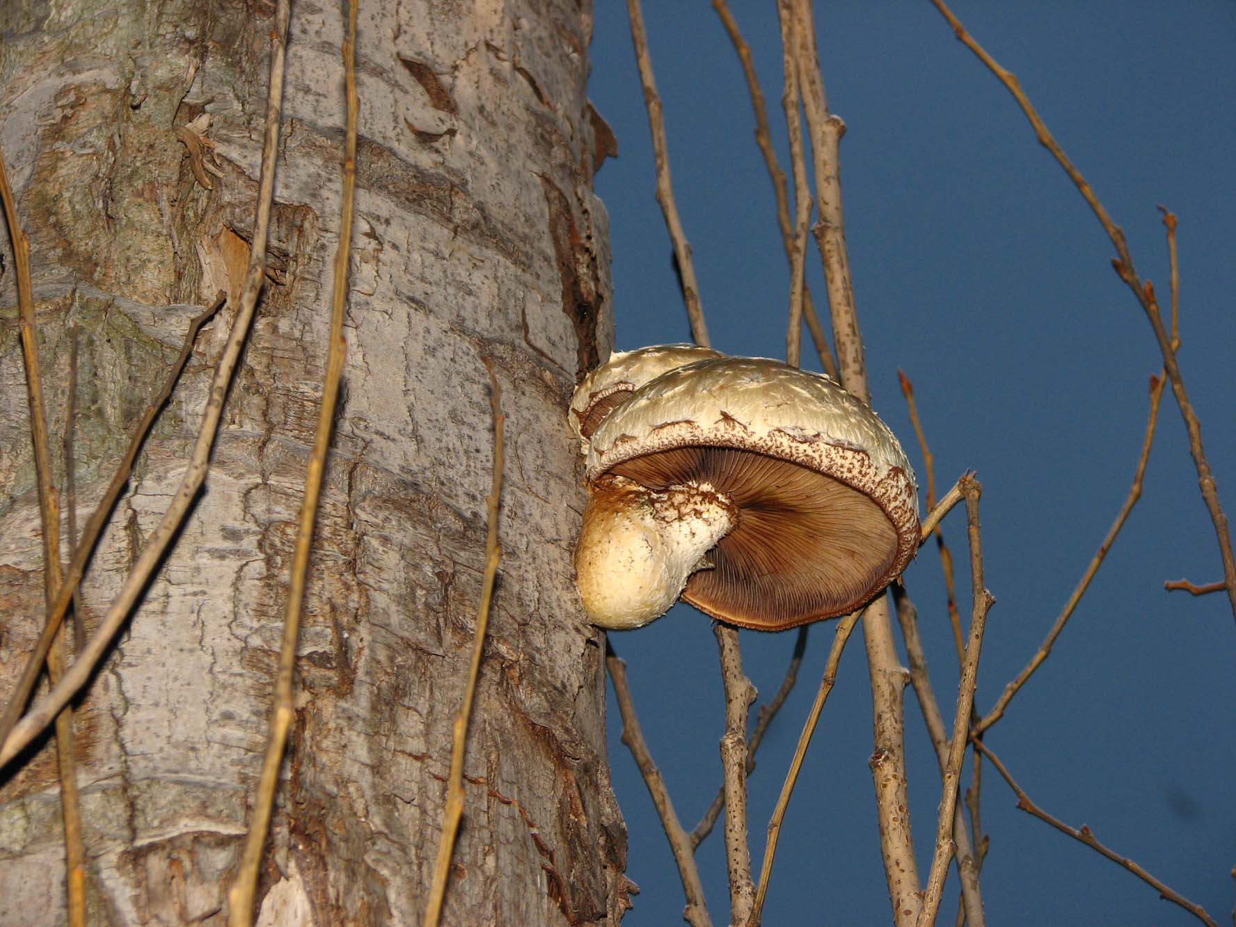Грибок