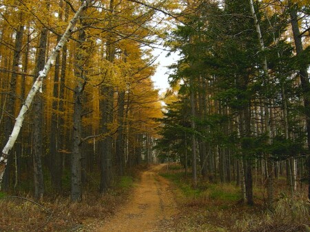Между желтым и зеленым...
