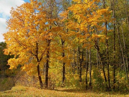Полдень осени.