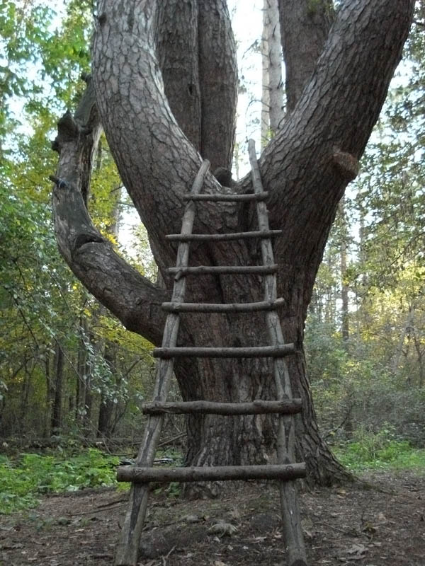 В гости к лешему