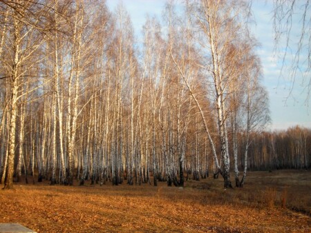 В оранжевых тонах