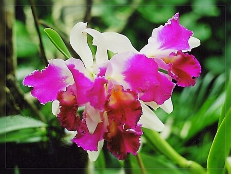 На далеких островах...