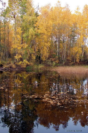 osenniaja 2