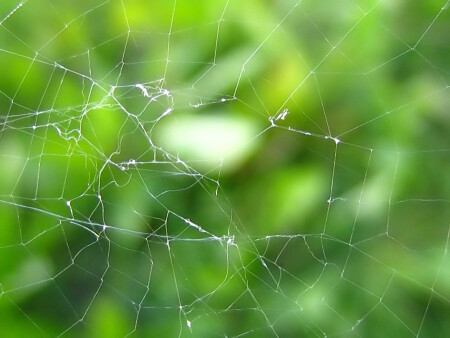 Arachnofluxus on the green
