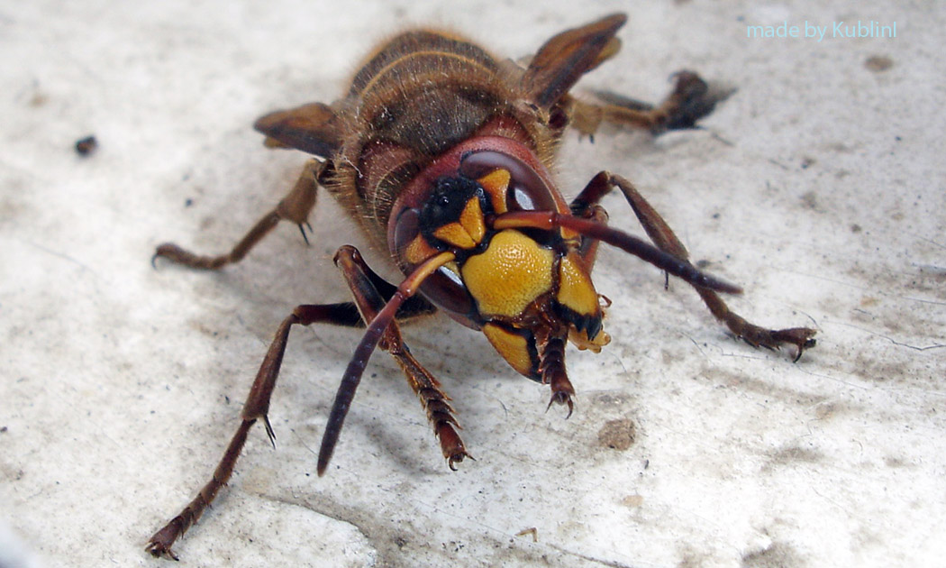 the bee
