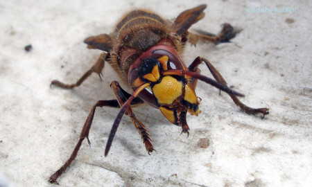 the bee