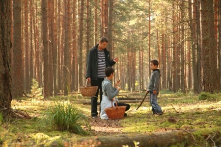 Грибы. Проблема Выбора!