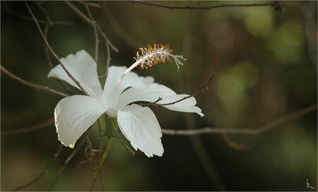 Эквилибристика