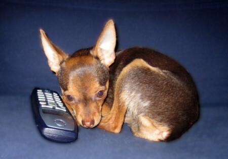 Когда хозяина нет..