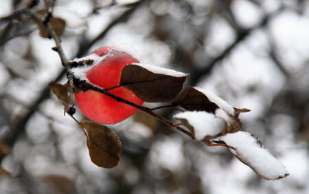 Забытое яблоко.