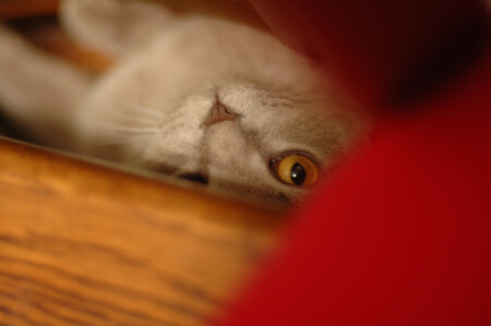 Я все вижу......