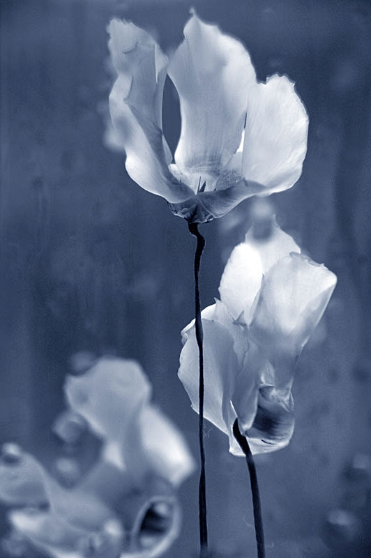 ... (Cyclamen)
