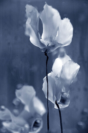 ... (Cyclamen)