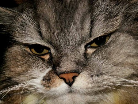 Хитрый и умный