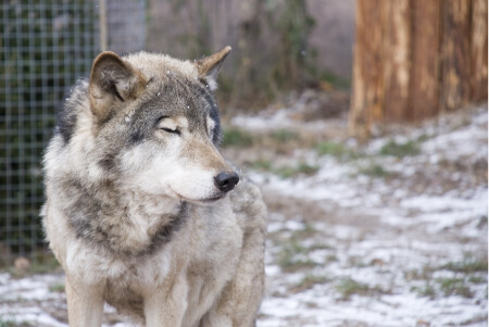 Мечтательный волк