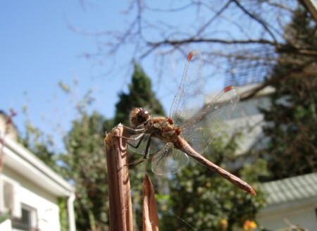 Dragonfly