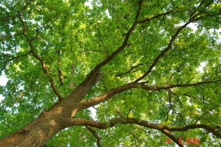 Очарование леса.