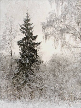 Зимняя зарисовка