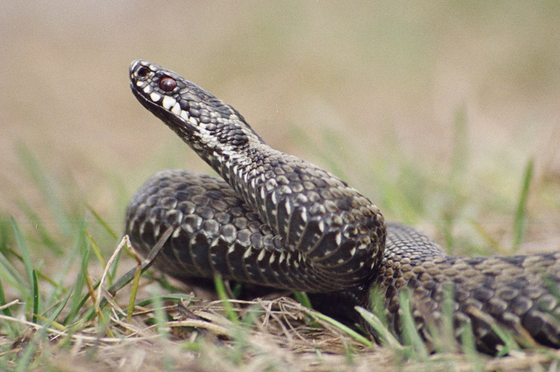 Vipera berus