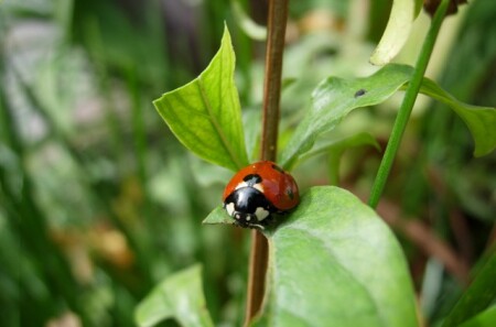 LadyBug2