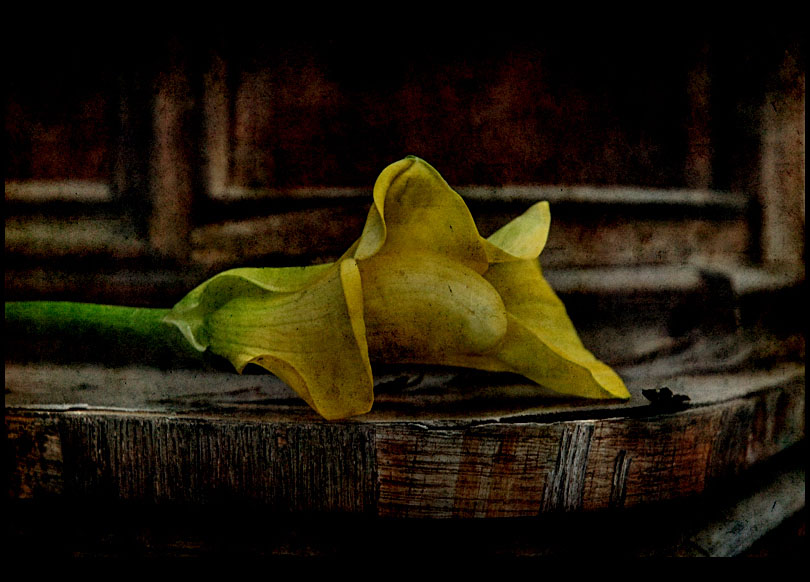 ... (flower_calla)
