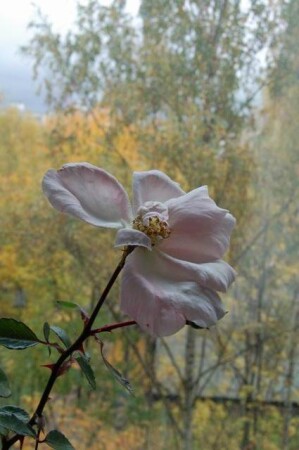 осеннее настроение