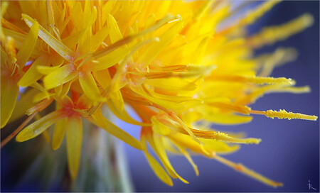 Брызги шампанского