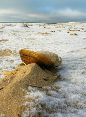 Sea shell on the sea shore