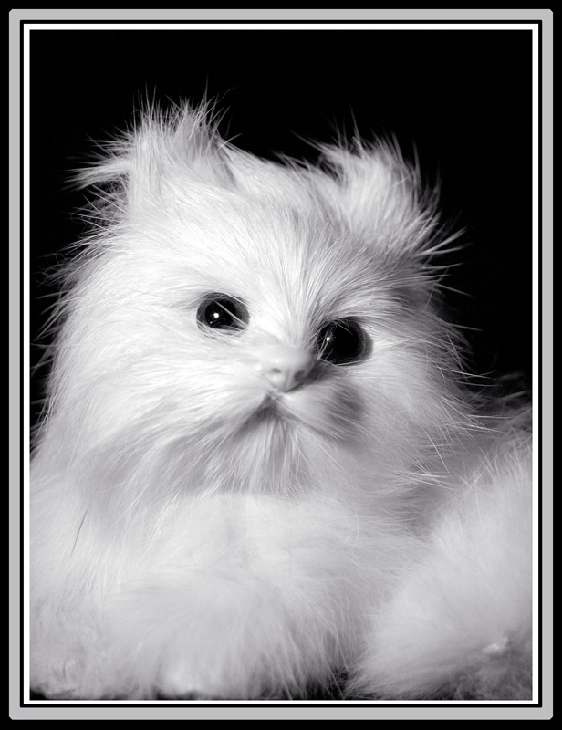 кот
