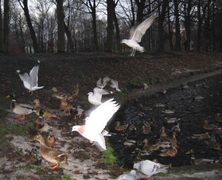 Райские птички