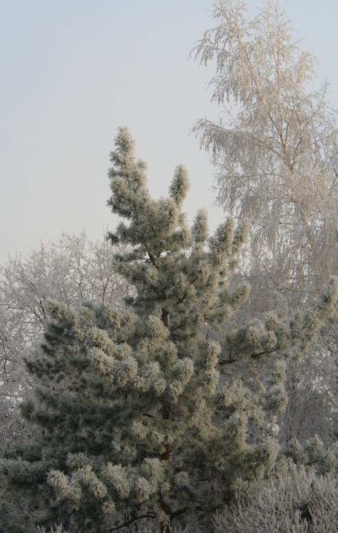 Подморозило