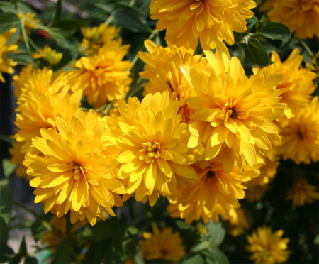 Цветы Волгограда