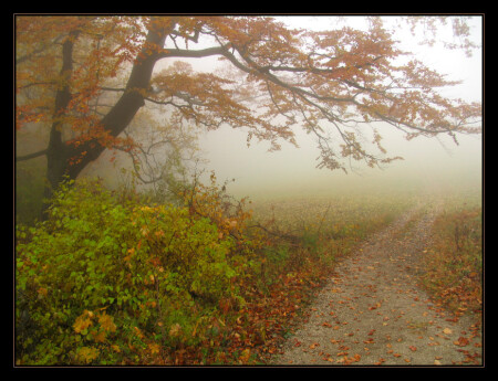 Тропинка в никуда